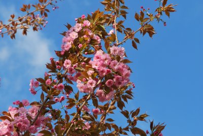 Prunus serrulata 'Kanzan' - višeň pilovitá 'Kanzan' (sakura) - jarní větévka